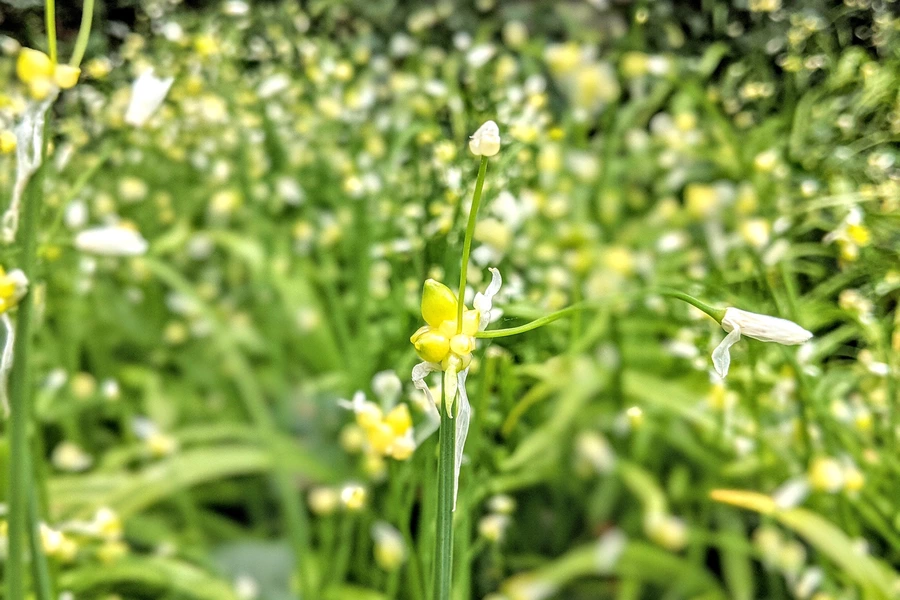 Delicious invasive leeks image