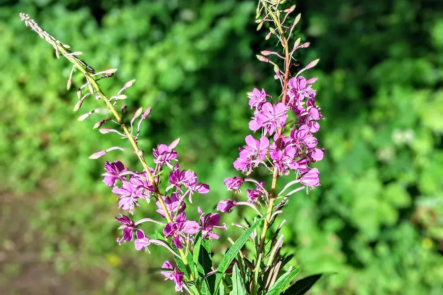 Tomatoes and rosebay willowherb image