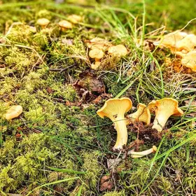 Why the girolle is the all-time greatest mushroom image