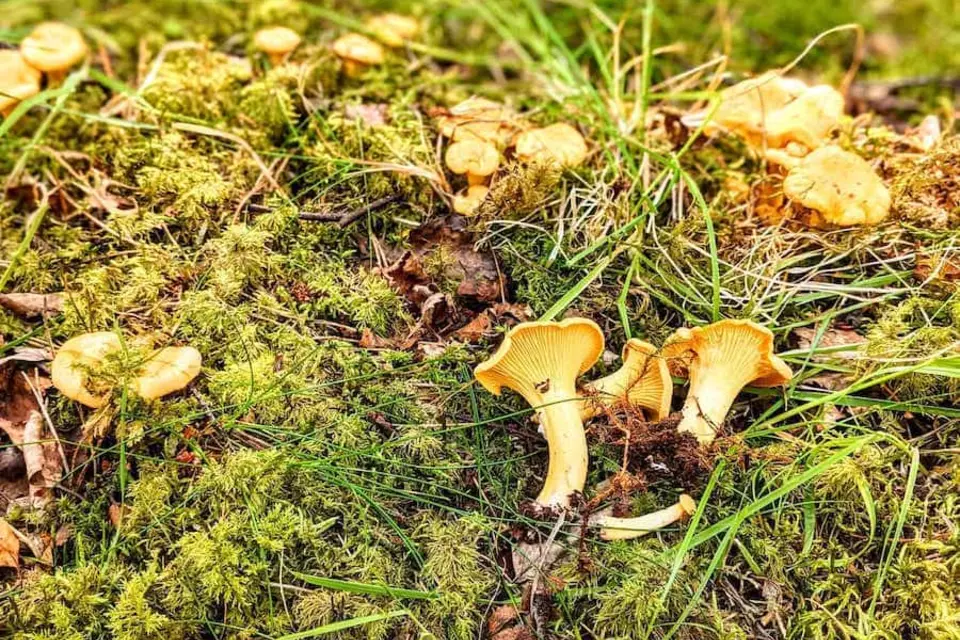 Why the girolle is the all-time greatest mushroom image